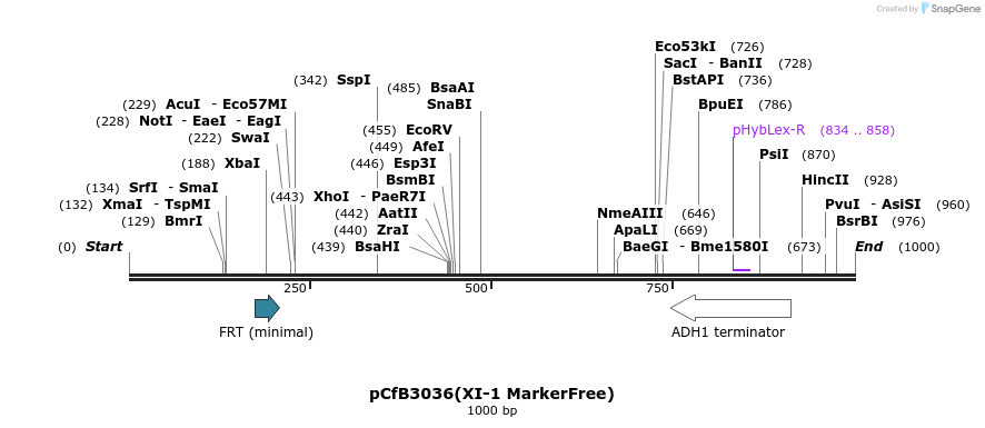 166061_map