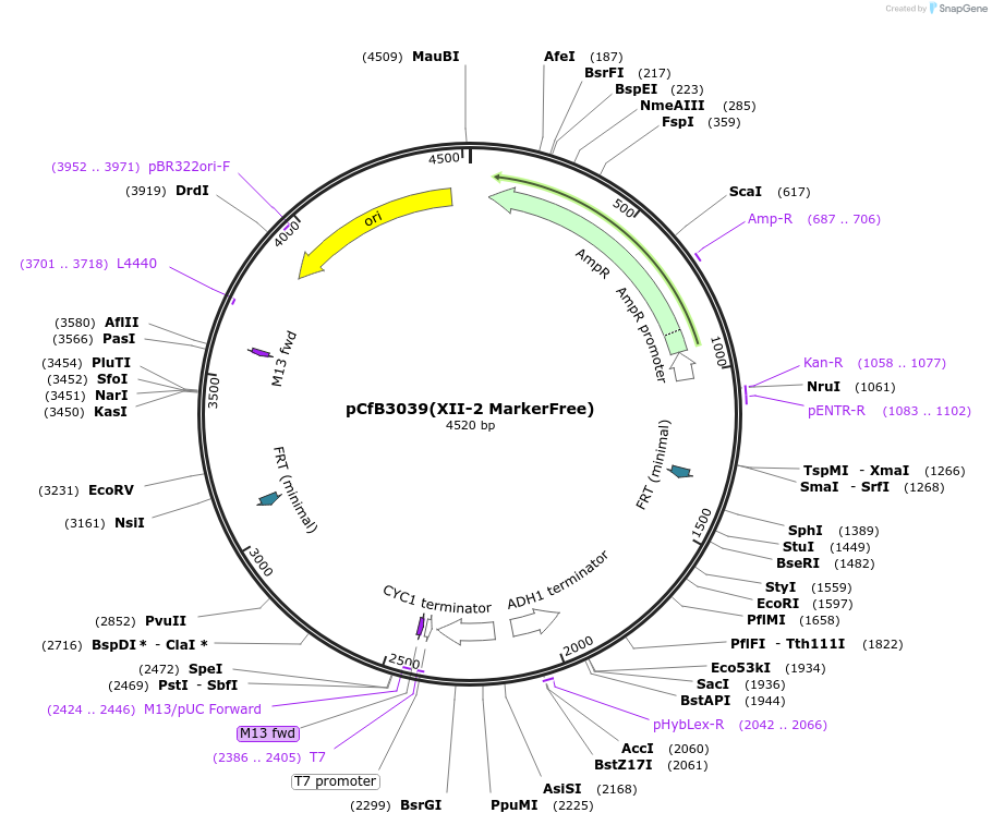 73279-plasmid-map-sequence-id-166065