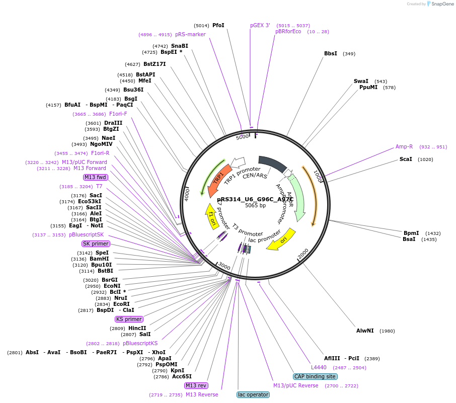 81235-plasmid-map-sequence-id-166113