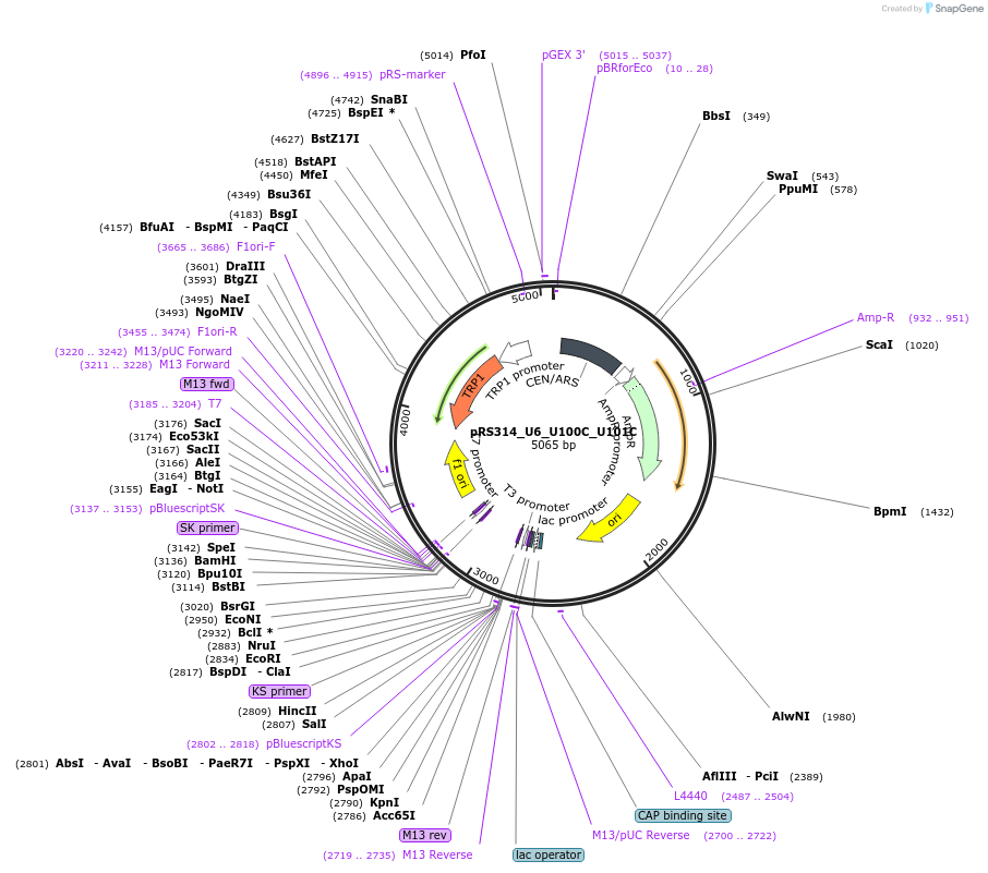 81236-plasmid-map-sequence-id-166116