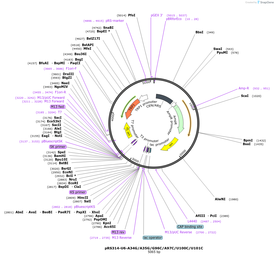81239-plasmid-map-sequence-id-166121