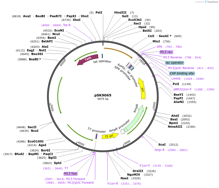 84345-plasmid-map-sequence-id-166126