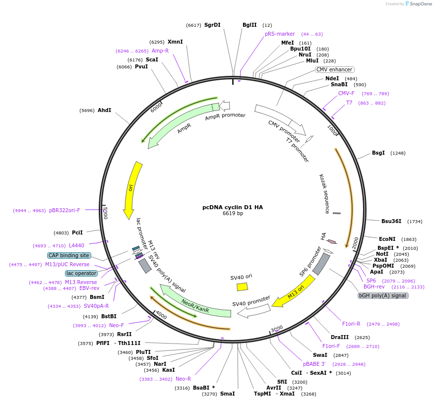 11181-plasmid-map-sequence-id-166130