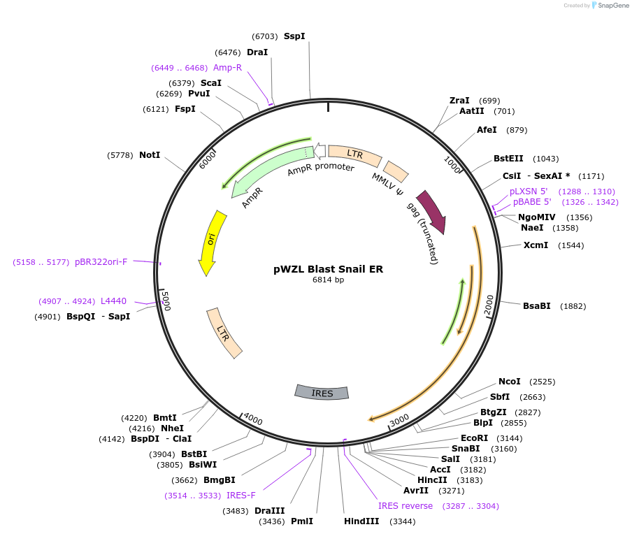18798-plasmid-map-sequence-id-166158