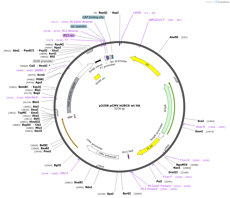 14438-plasmid-map-sequence-id-166216