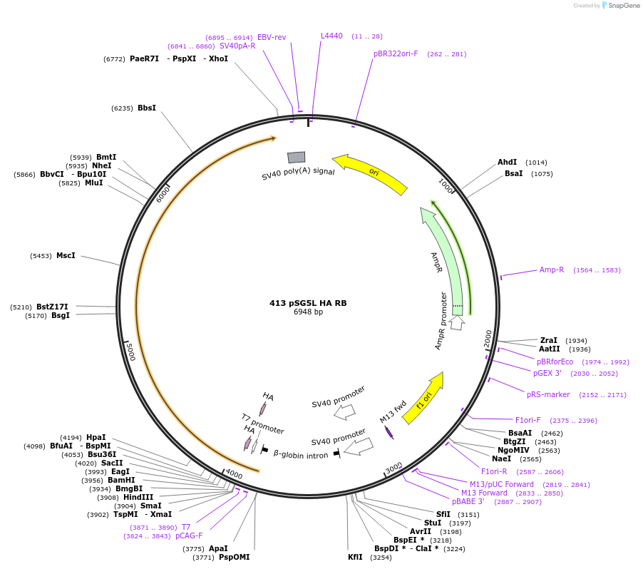 10720-plasmid-map-sequence-id-166244