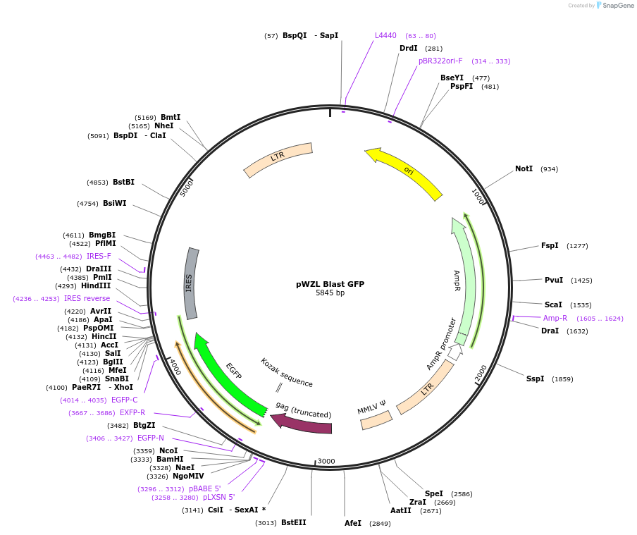 12269-plasmid-map-sequence-id-166248
