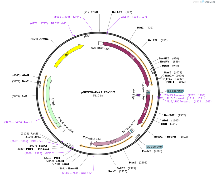 12217-plasmid-map-sequence-id-166258