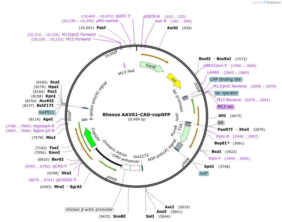 84209-plasmid-map-sequence-id-166261
