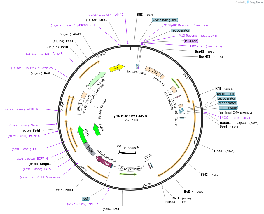 51305-plasmid-map-sequence-id-166262