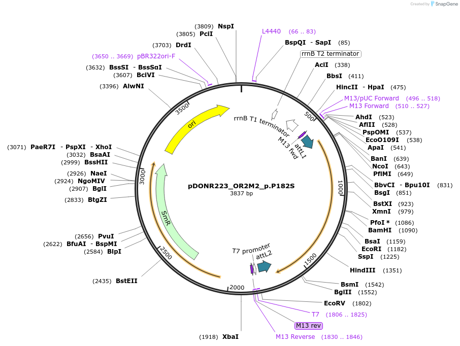 81635-plasmid-map-sequence-id-166268