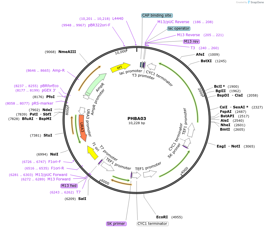 83537-plasmid-map-sequence-id-166276