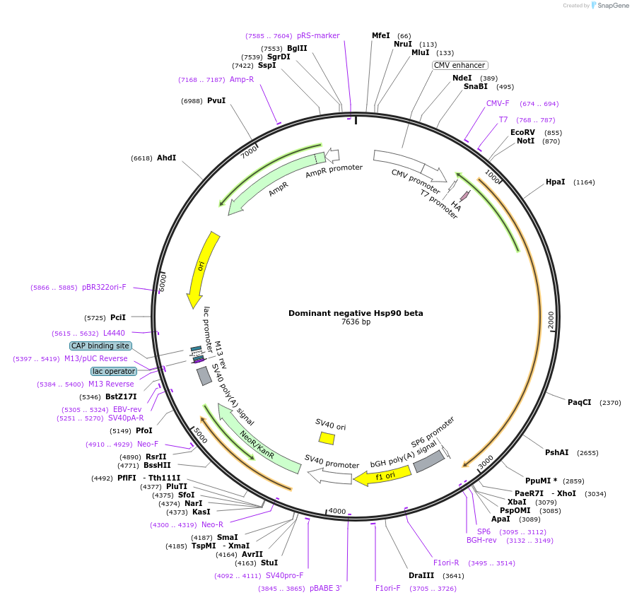 22480-plasmid-map-sequence-id-166280