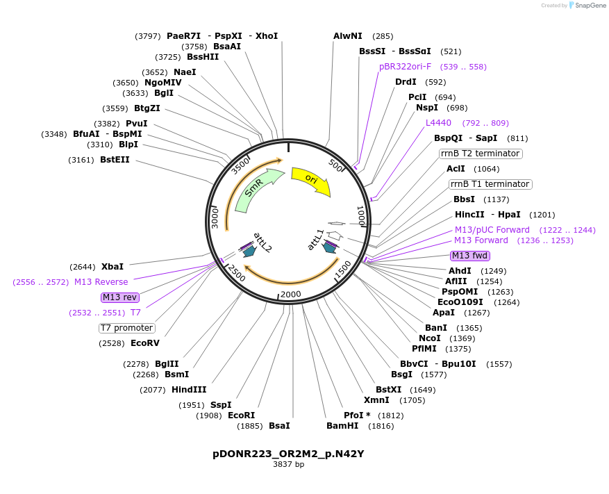 81638-plasmid-map-sequence-id-166281