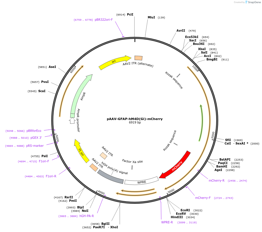 50479-plasmid-map-sequence-id-166303