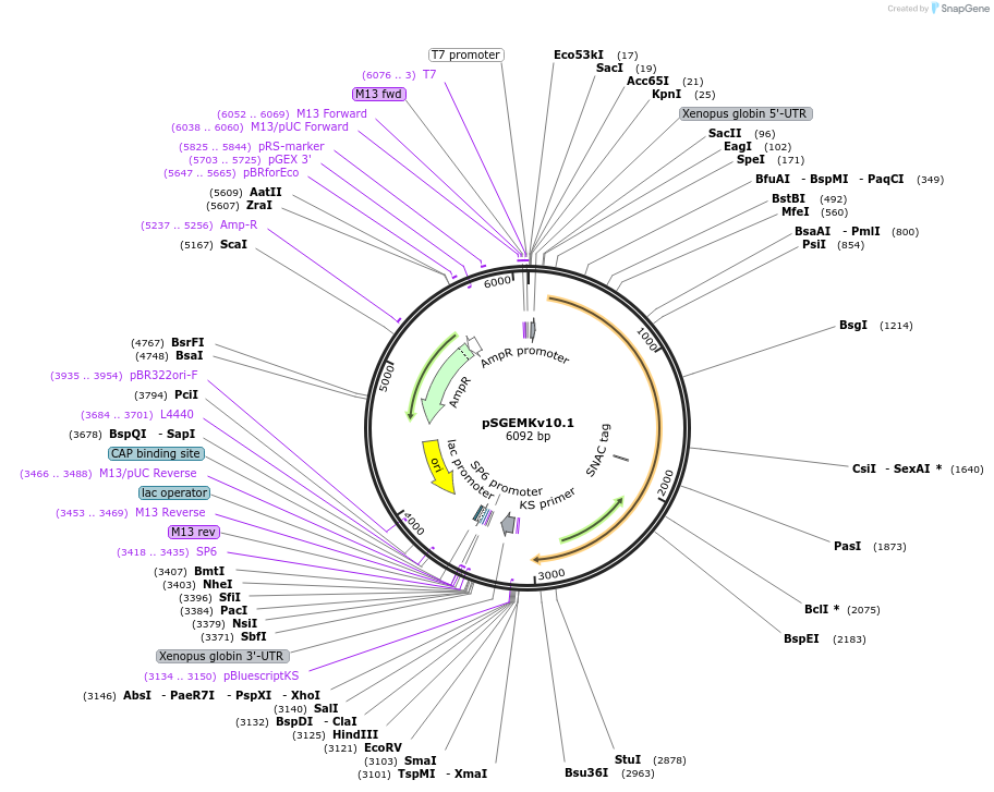 85704-plasmid-map-sequence-id-166310