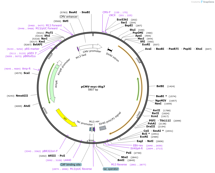 24921-plasmid-map-sequence-id-166314