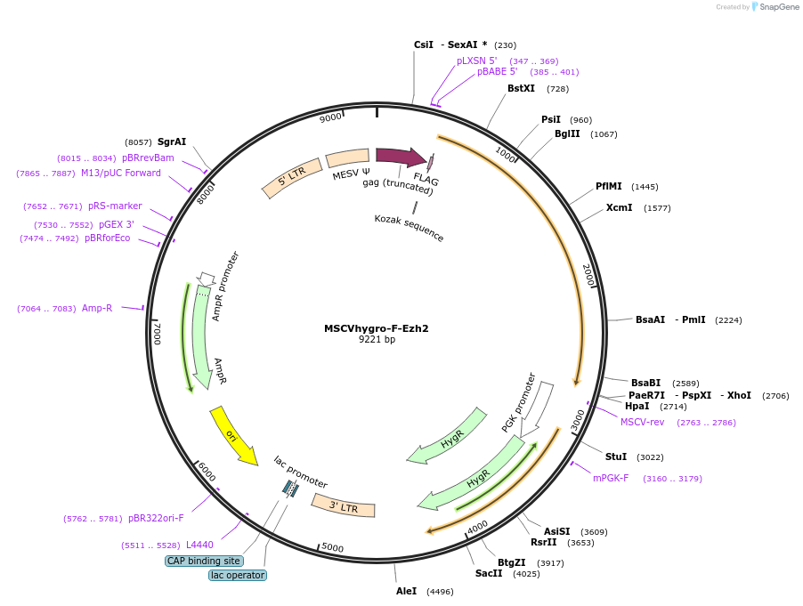 24926-plasmid-map-sequence-id-166316