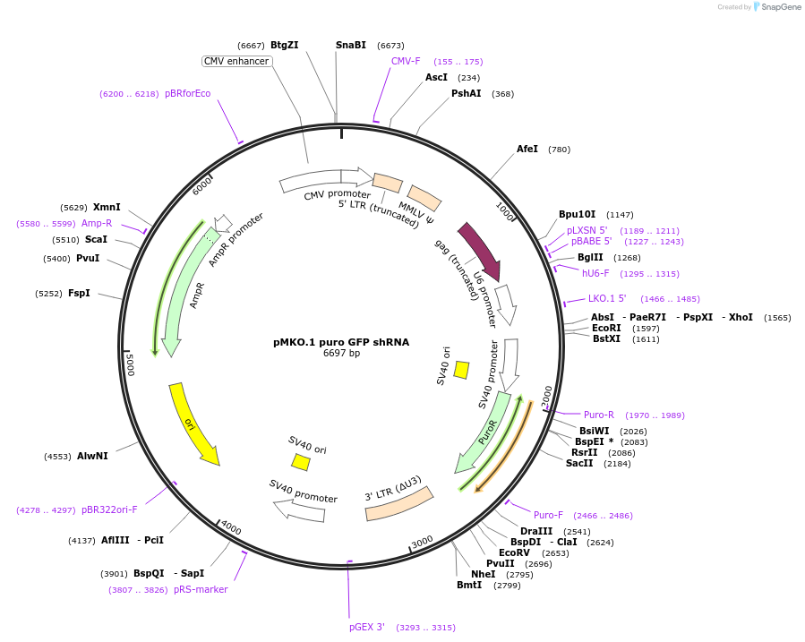 10675-plasmid-map-sequence-id-166323