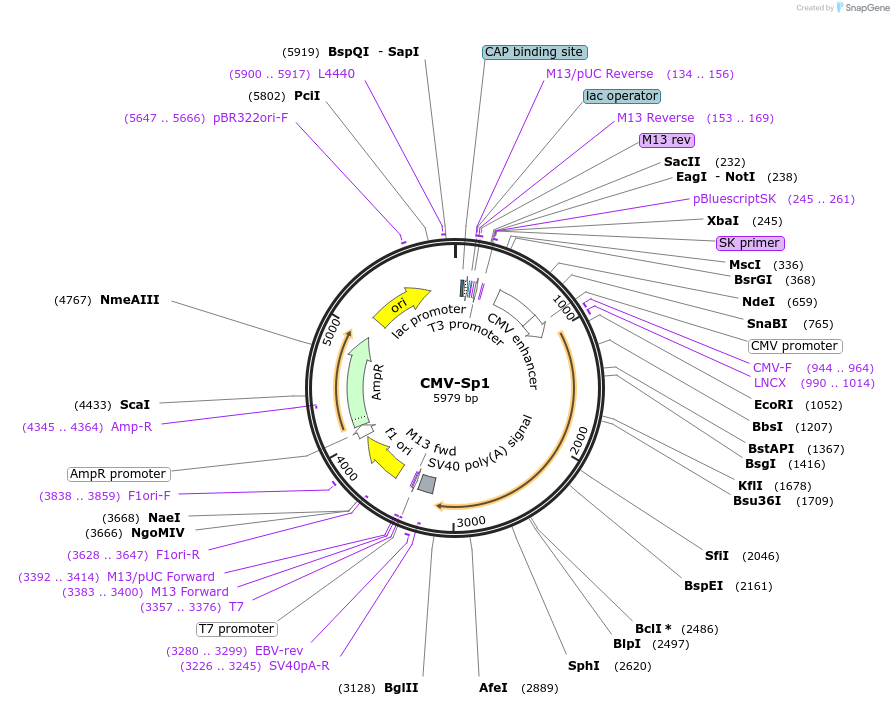 12097-plasmid-map-sequence-id-166326