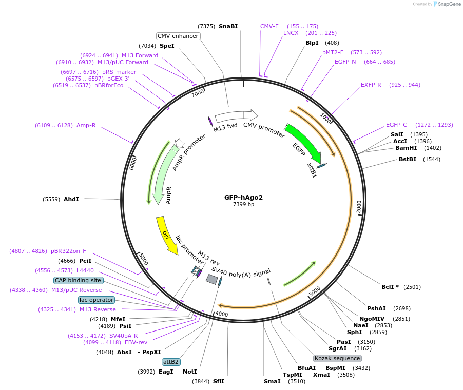 11590-plasmid-map-sequence-id-166338