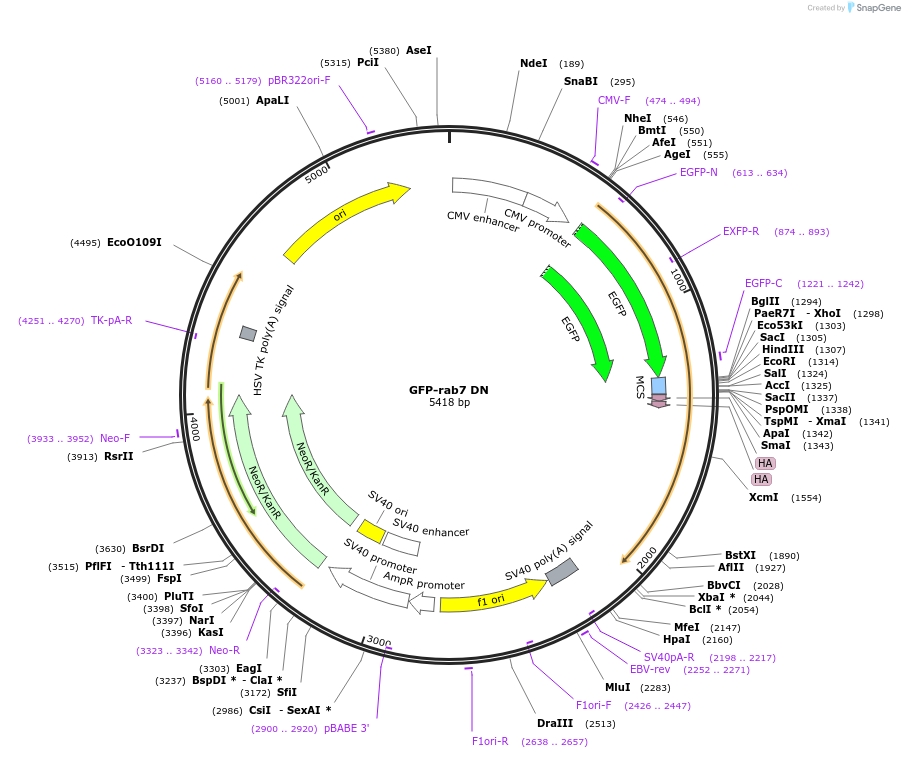 12660-plasmid-map-sequence-id-166340