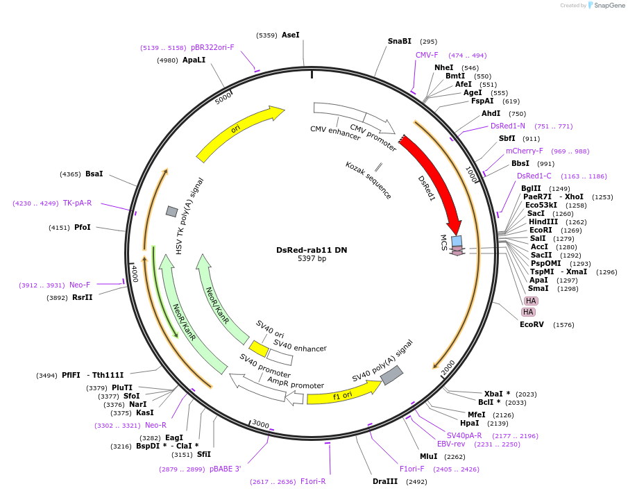 12680-plasmid-map-sequence-id-166341