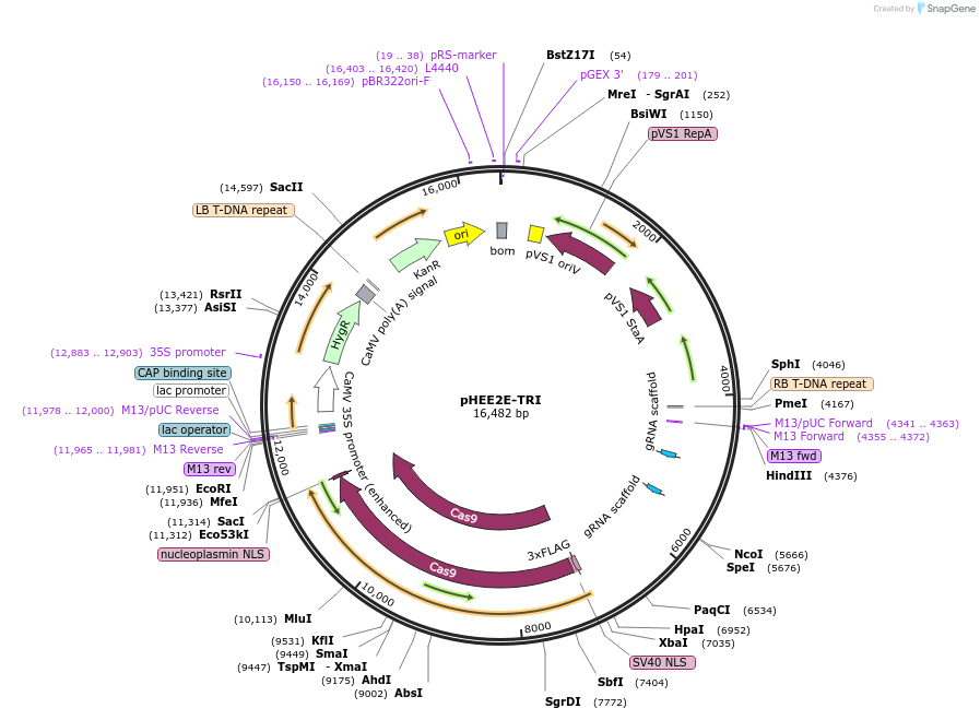 71288-plasmid-map-sequence-id-166343