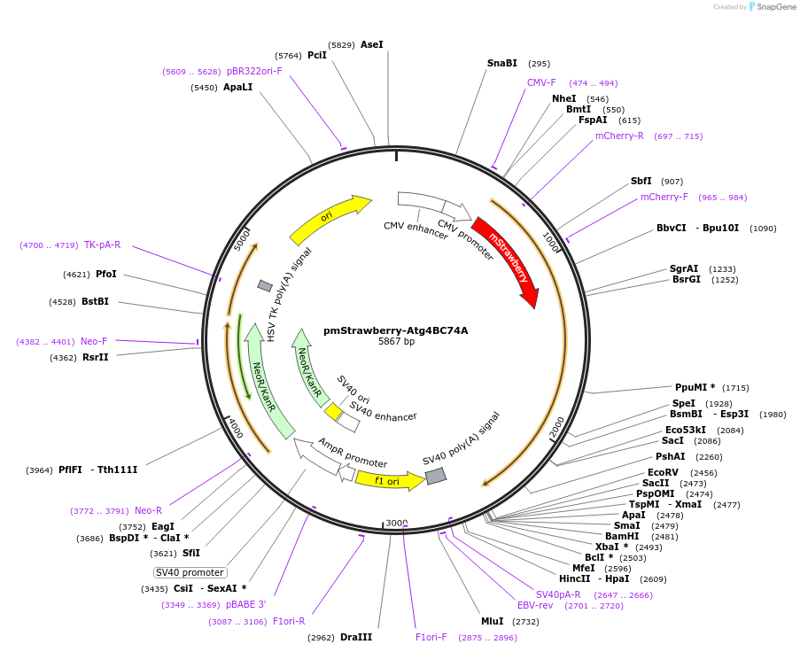 21076-plasmid-map-sequence-id-166345