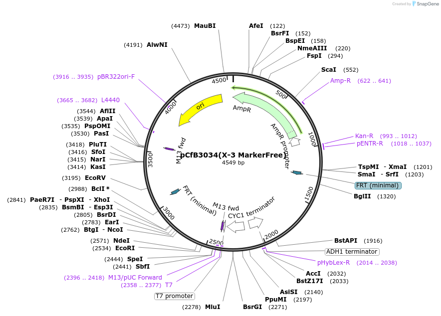 73272-plasmid-map-sequence-id-166349