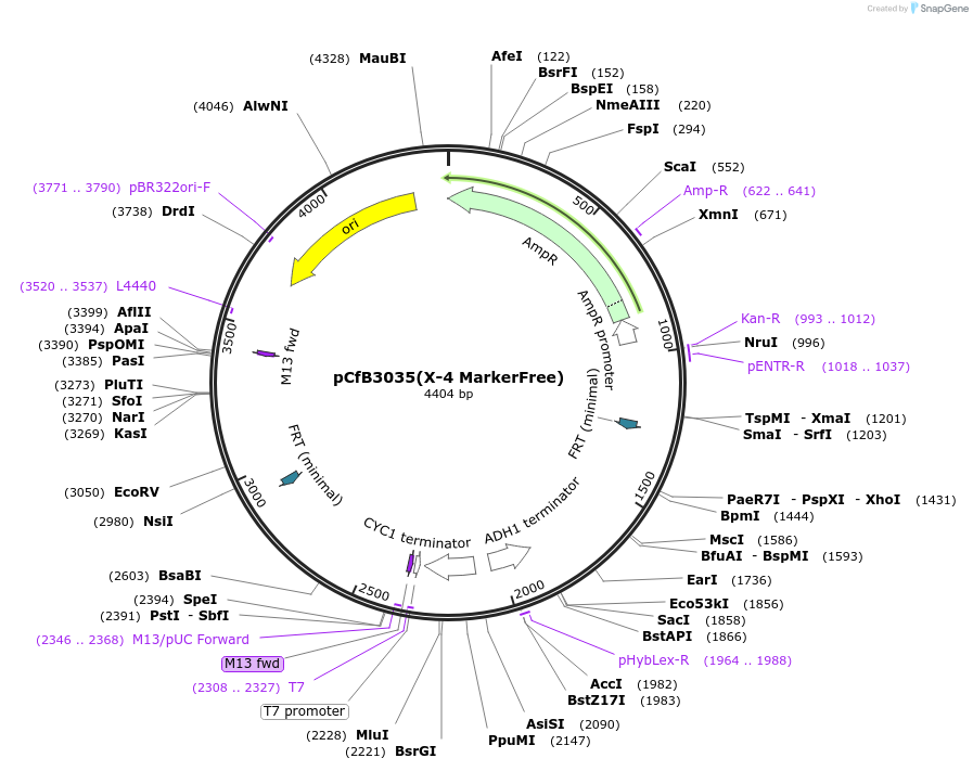 73273-plasmid-map-sequence-id-166352