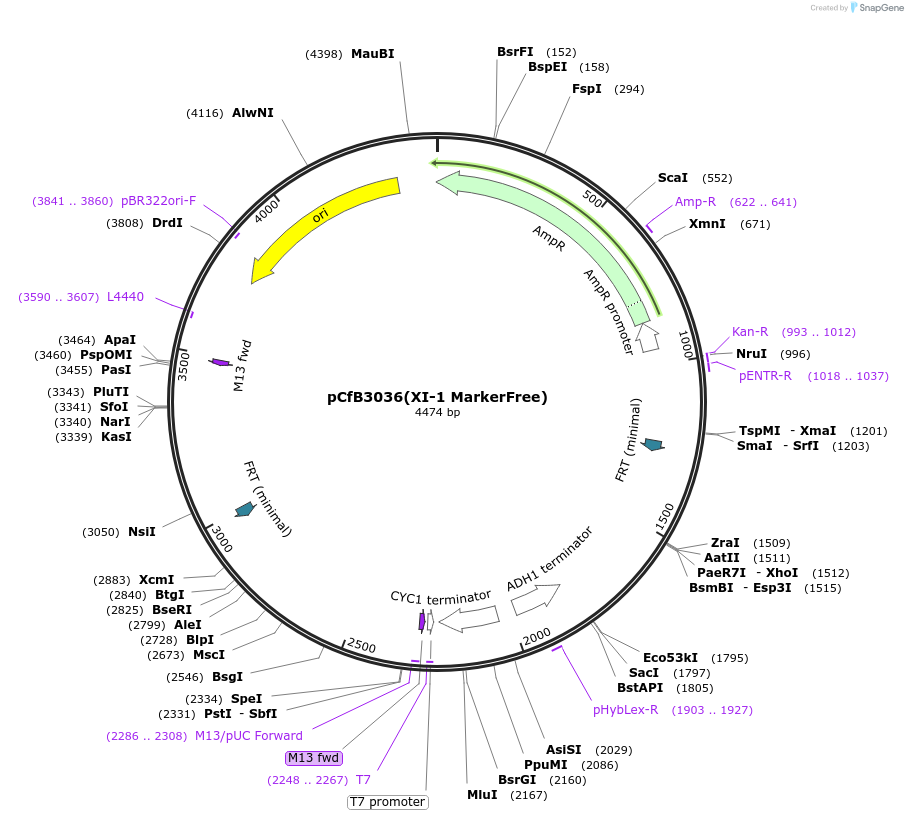 73274-plasmid-map-sequence-id-166353