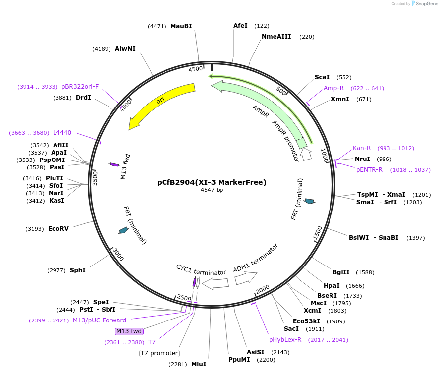 73276-plasmid-map-sequence-id-166354