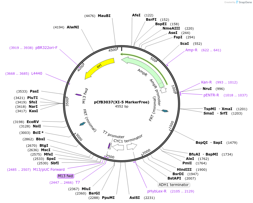 73277-plasmid-map-sequence-id-166357
