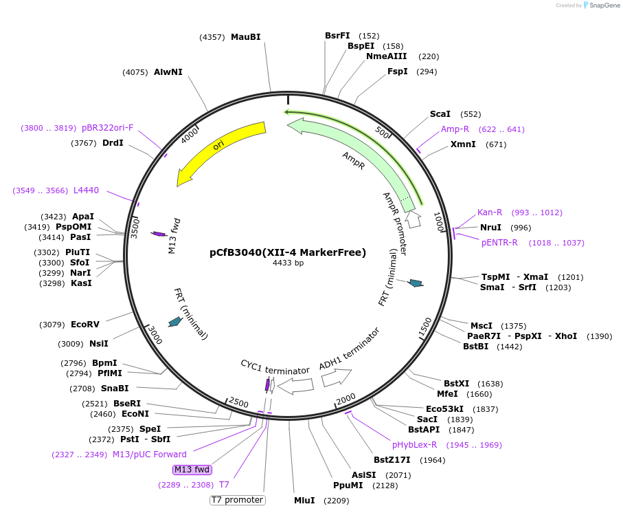 73280-plasmid-map-sequence-id-166360