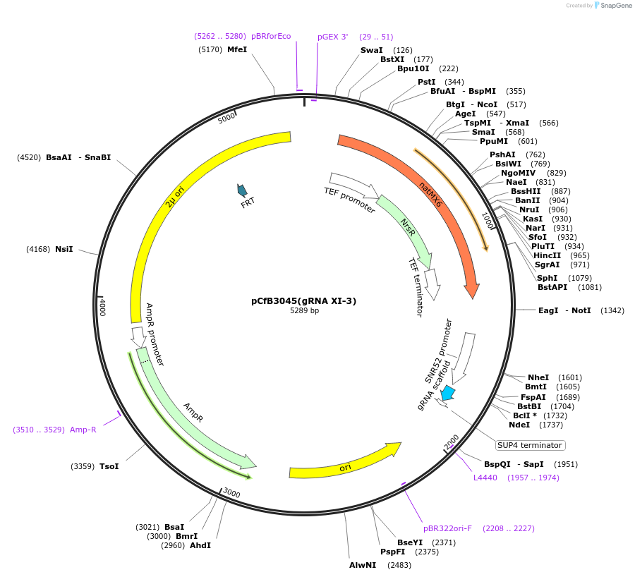 73287-plasmid-map-sequence-id-166367