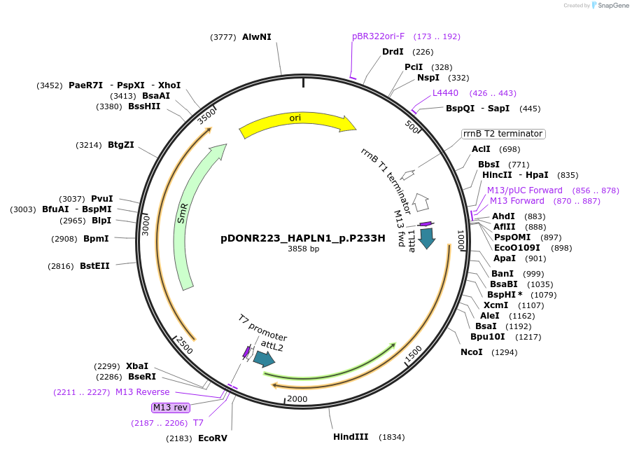 81648-plasmid-map-sequence-id-166369