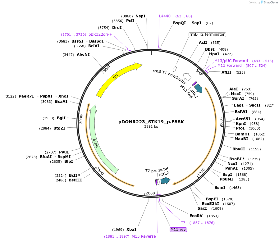 81649-plasmid-map-sequence-id-166372
