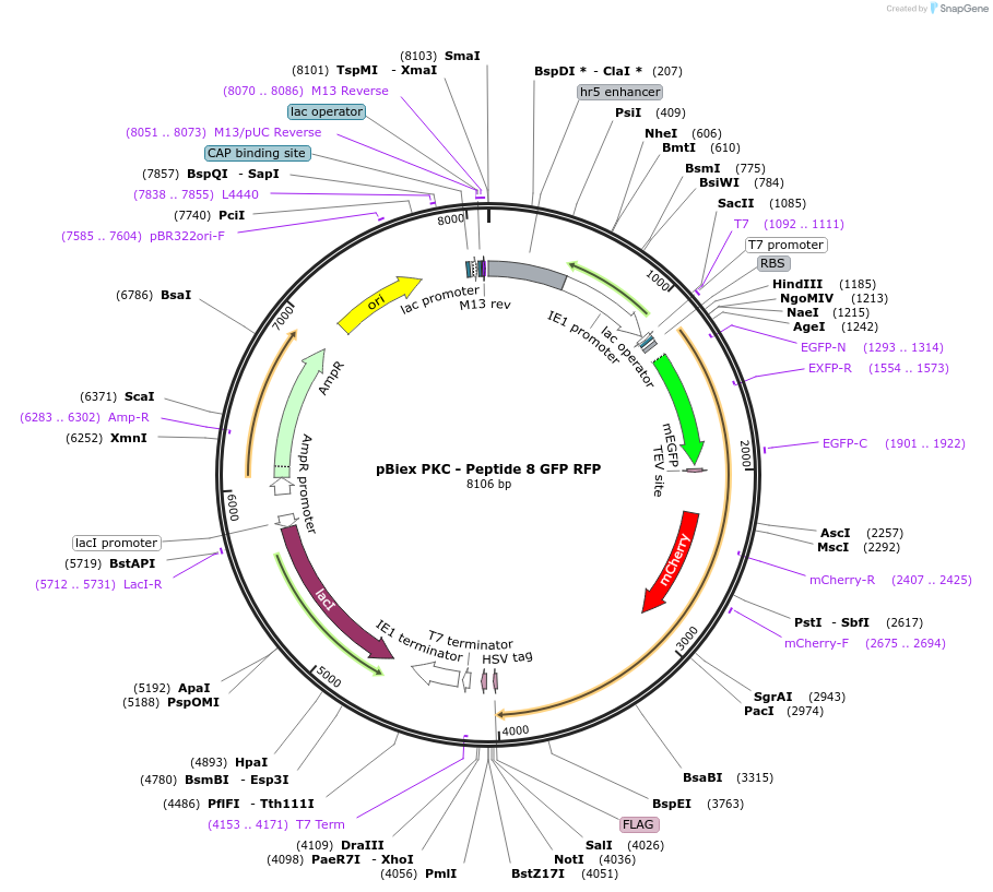 83564-plasmid-map-sequence-id-166406