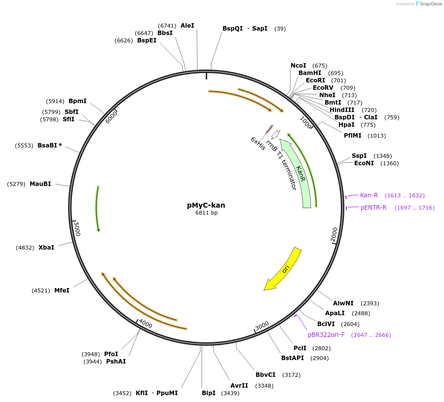 84692-plasmid-map-sequence-id-166438