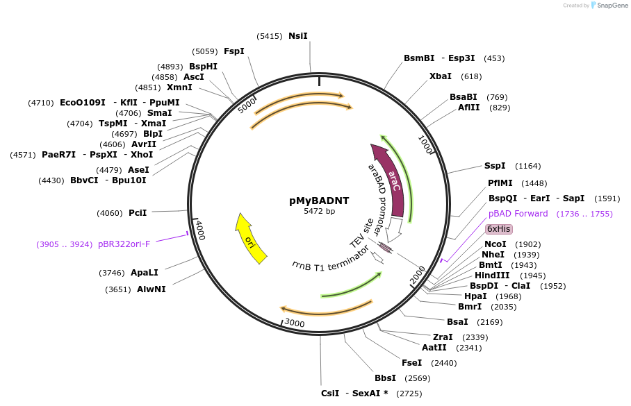 84690-plasmid-map-sequence-id-166464