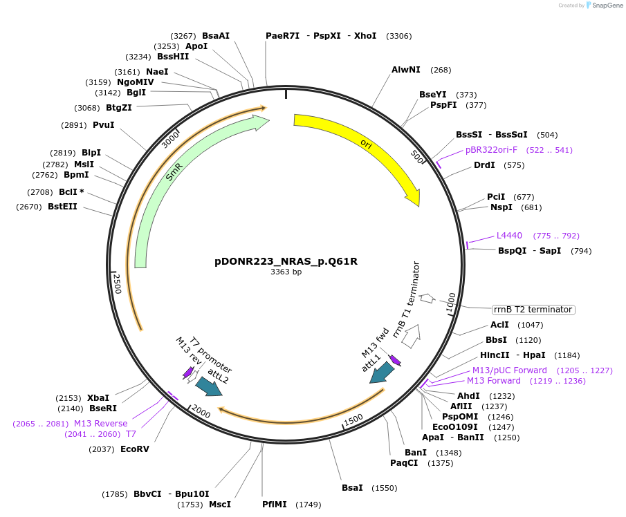 81652-plasmid-map-sequence-id-166479