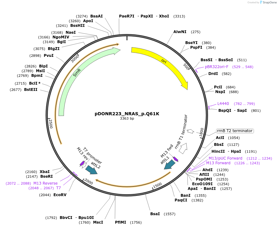 81657-plasmid-map-sequence-id-166488