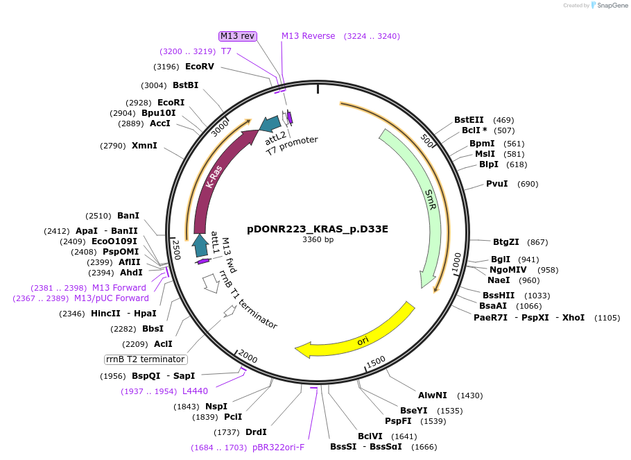 81659-plasmid-map-sequence-id-166507