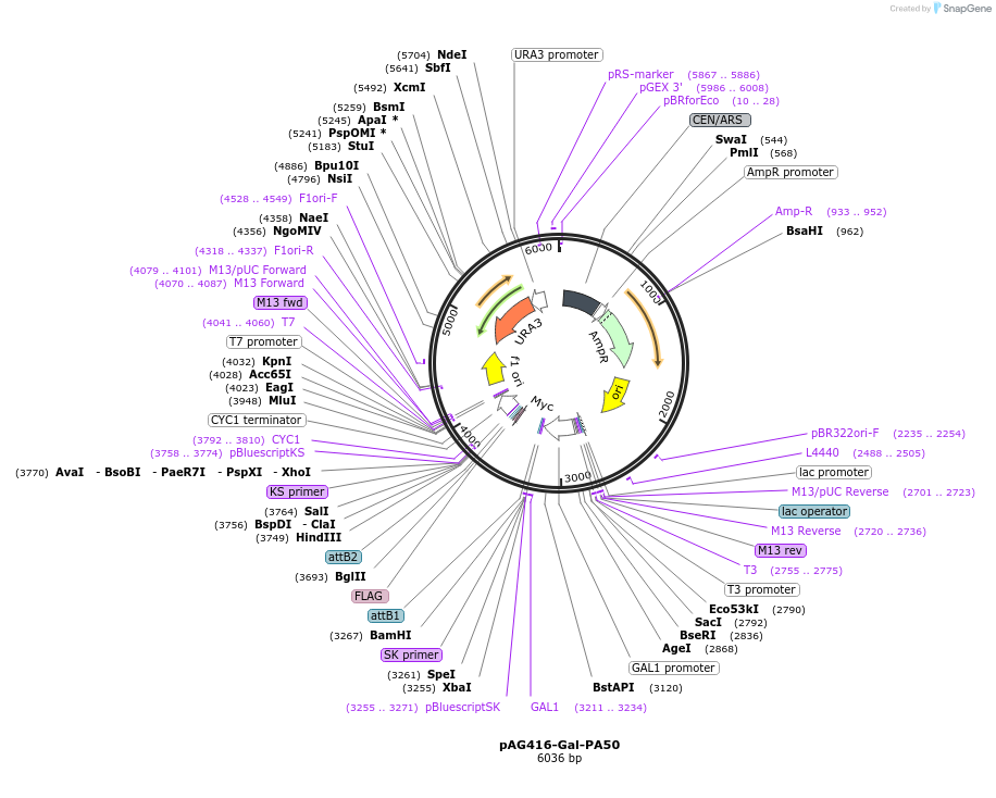 84902-plasmid-map-sequence-id-166529