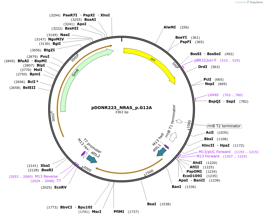 81664-plasmid-map-sequence-id-166540