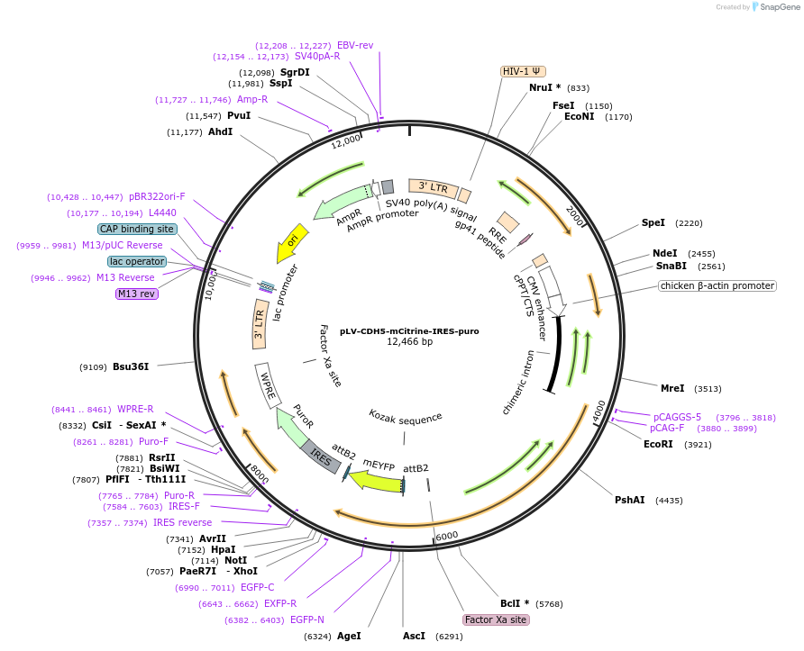 85143-plasmid-map-sequence-id-166543