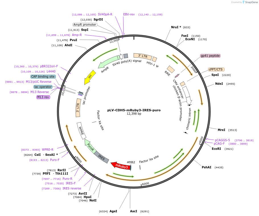 85144-plasmid-map-sequence-id-166550