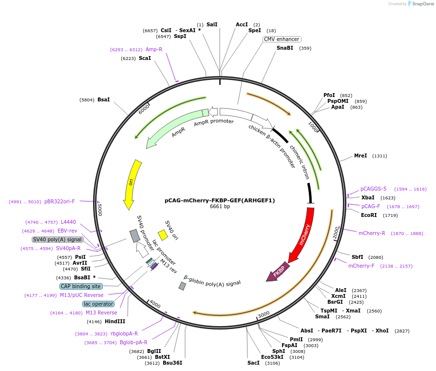 85152-plasmid-map-sequence-id-166557
