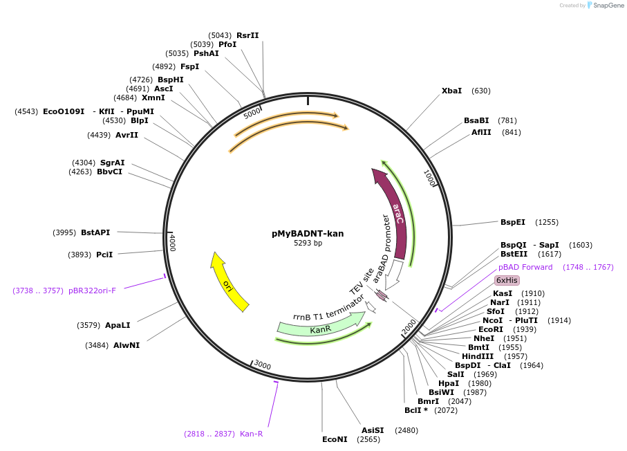 84691-plasmid-map-sequence-id-166560
